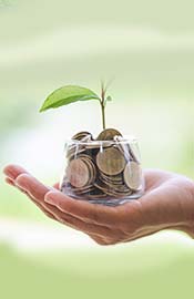 planta nascendo no dinheiro.