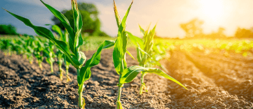 Comunidade tradicional fortalecida por projetos de sociobiodiversidade