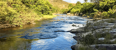 Pomare agroflorestal com espécies nativas da Mata Atlântica.