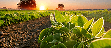 Família agricultora da Amazônia em produção sustentável de alimentos